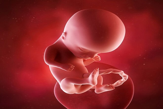 Mang thai 14 tuần nhận biết được giới tính thai nhi chưa? 2