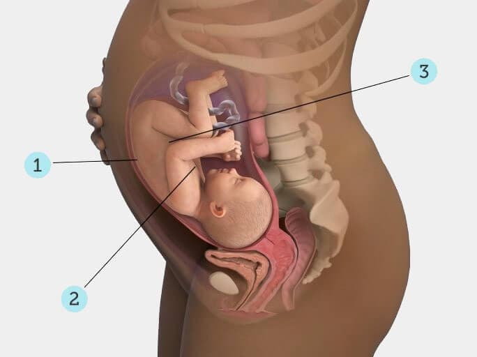Thai 34 tuần là bao nhiêu tháng và cách tính tuổi thai chuẩn 2