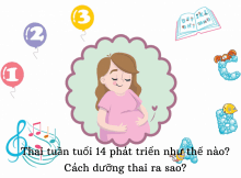 Thai 14 tuần tuổi phát triển ra sao? Cách dưỡng thai như thế nào? 1