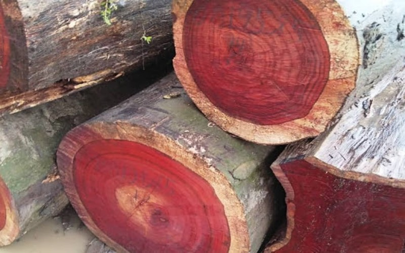 Top 5 mẫu lục bình gỗ hương đẹp nhất hiện nay 1